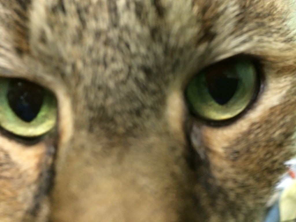 cat-eyes